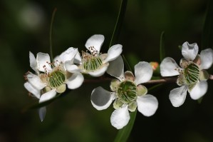 Tea Tree Flowers